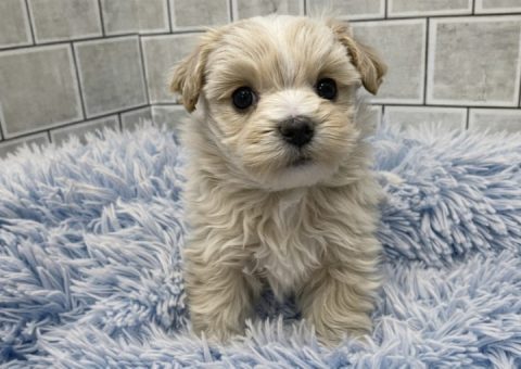 あの大人気なMIX犬が来てくれました☆