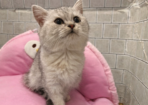 まんまるマンチカンちゃん⟡.·*.