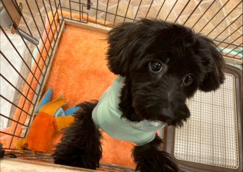 お姉ちゃんになりました⟡.·*.