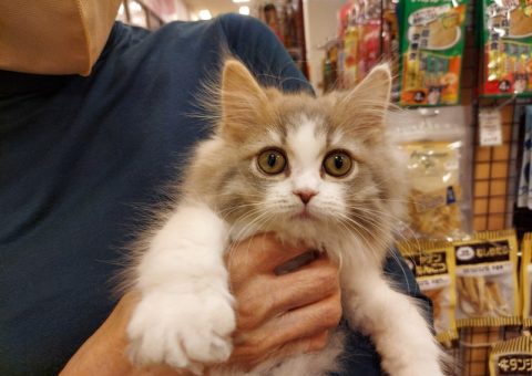 °˖✧congratulation✧˖°