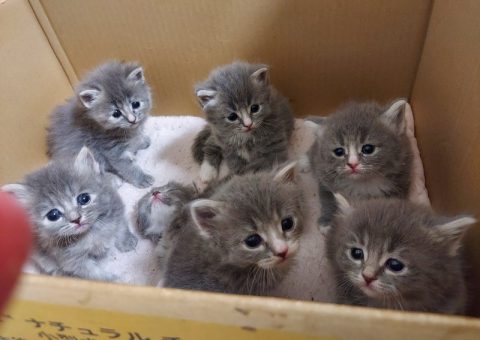 ★サイベリアン凪夏の子育て日記☆①