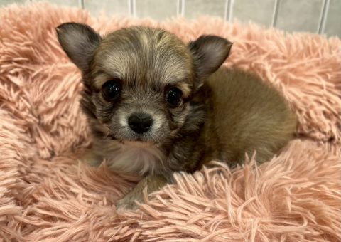 超ミニサイズMIXちゃん⟡.·*.