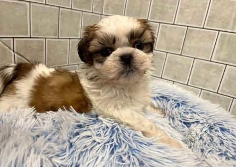 シーズーくん仲間入り(*´˘`*)♡