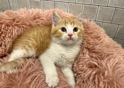 美人マンチカンちゃん⭐︎仲間入り⭐︎