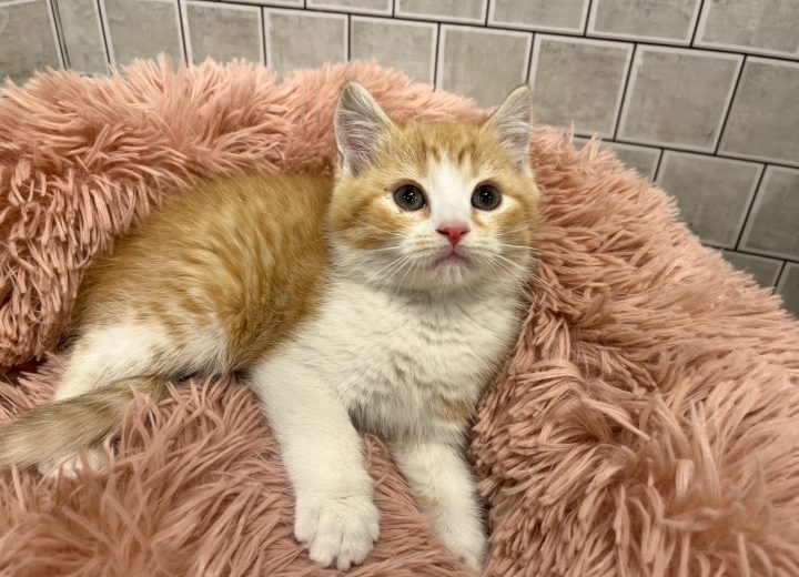 マンチカン(長足)