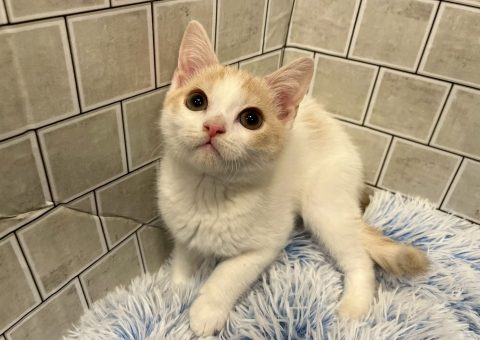 ☆マンチカンくん仲間入り☆