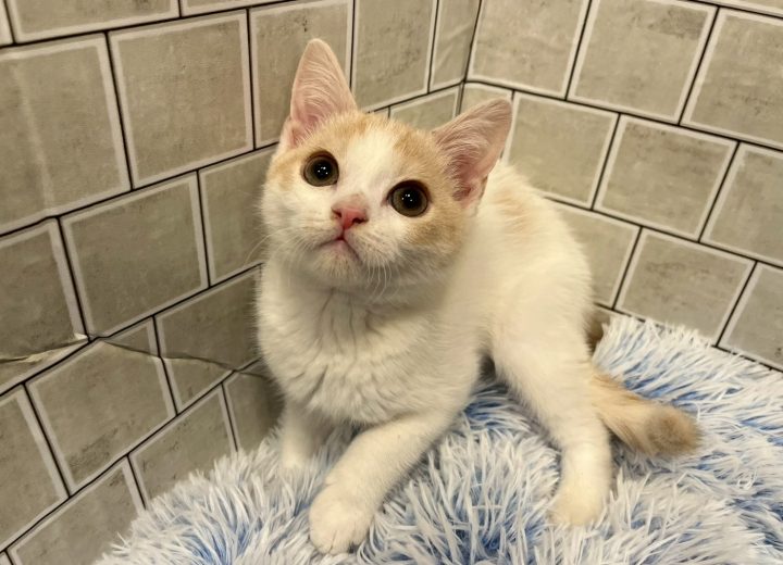 マンチカン(長足)