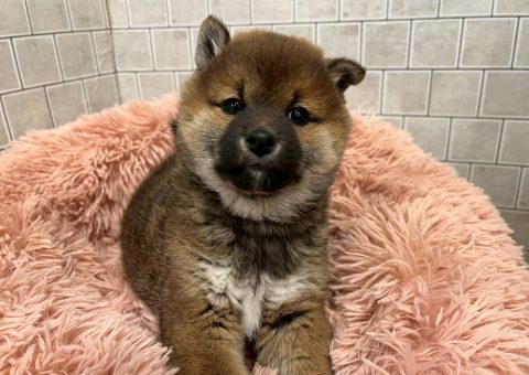 ムチムチ柴ちゃん(*´˘`*)♡