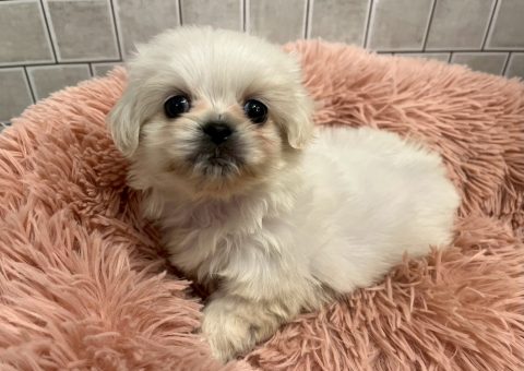 新たな仲間はペキマルちゃん！