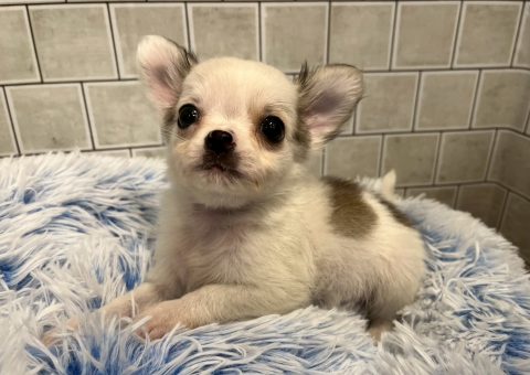 ちわわわわわわ♡