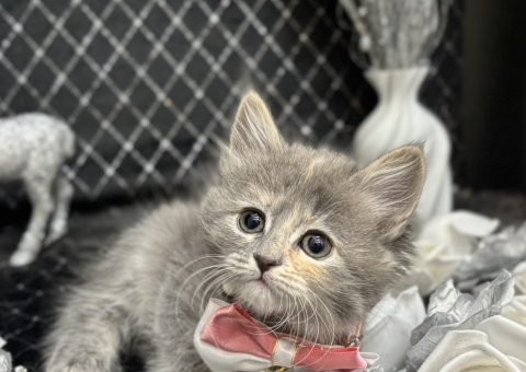 お待たせしました♪サイベリアン兄妹デビューしました☆☆