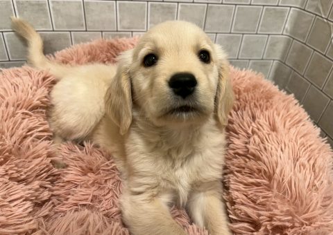 大型犬がきたぞー！(*´˘`*)♡