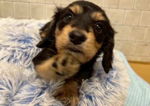 元気いっぱいダックスくん(*´˘`*)♡