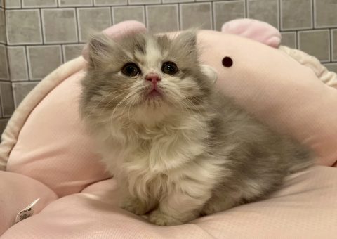 短足マンチちゃん仲間入り⟡.·*.