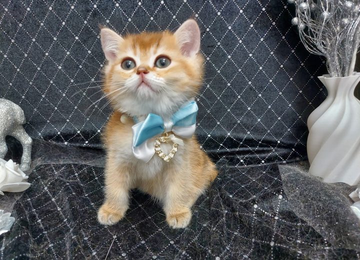 ブリティッシュショートヘアー