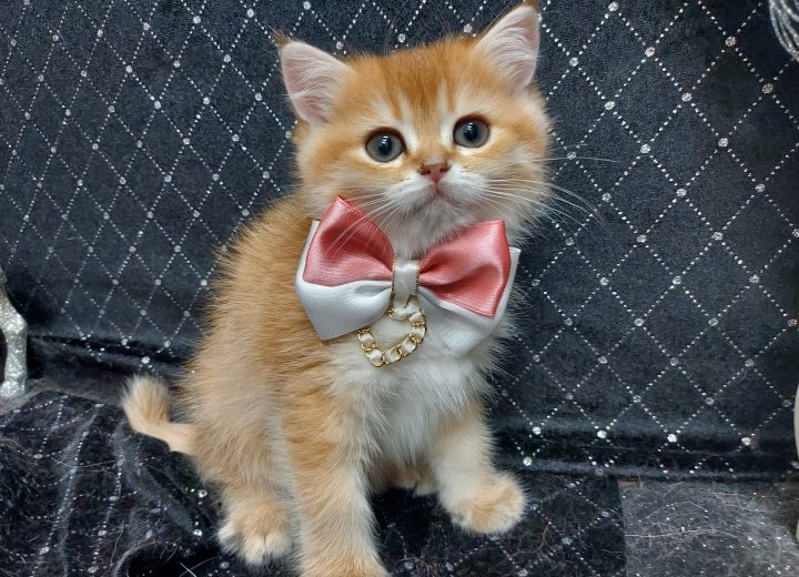 ブリティッシュショートヘアー