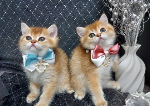 ♡たわしジュニア達のご紹介♡