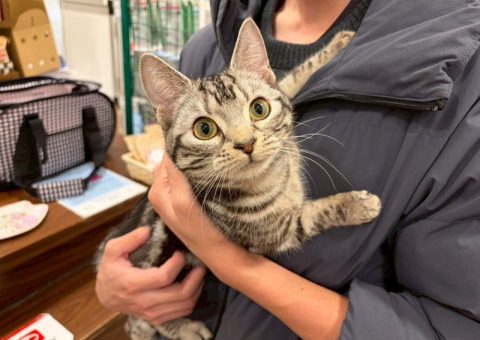 °˖✧Triple congratulation✧˖°