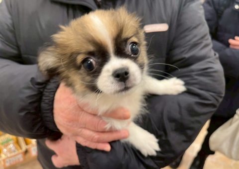 °˖✧congratulation✧˖°