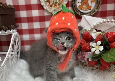 サイベリアンの魅力♡