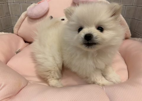 この白いモフモフは…！？