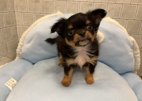 チワワくん♡仲間入り(*´˘`*)♡