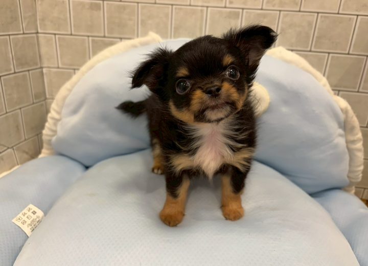 ロングコートチワワ