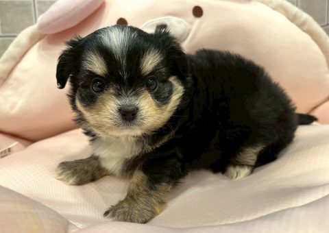 激カワ♡チワマルちゃん仲間入り⟡.·*.