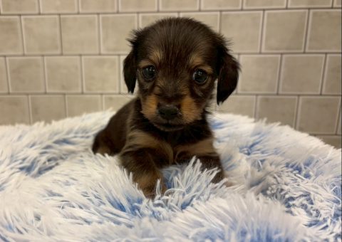 愛しのだっちゃん(*´˘`*)♡