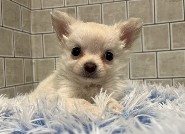 ロングコートチワワ