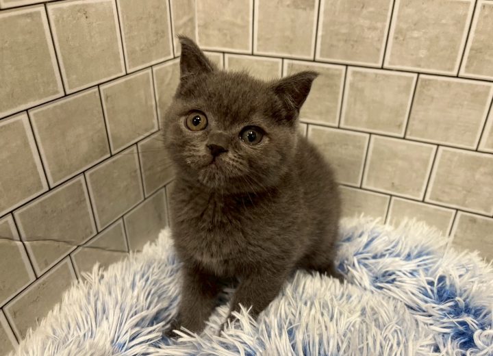 ブリティッシュショートヘア