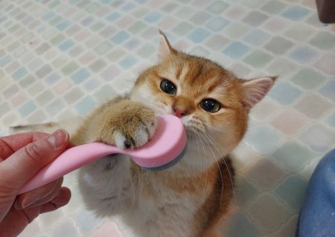 ブラッシングが嫌いなにゃんこ達に朗報♡