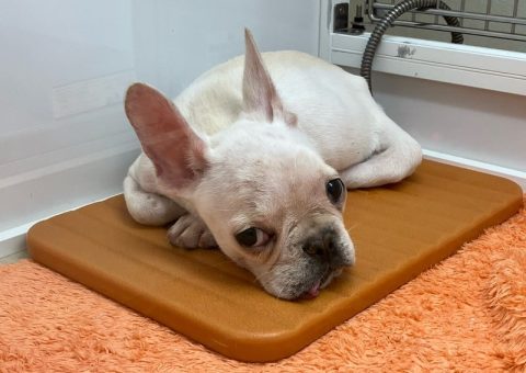 遊び盛りのワンニャン達♡