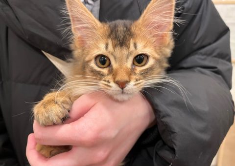 ソマちゃん♡おめでとう(*´˘`*)♡