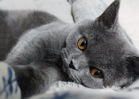 魅惑のブリティッシュショートヘアー♡