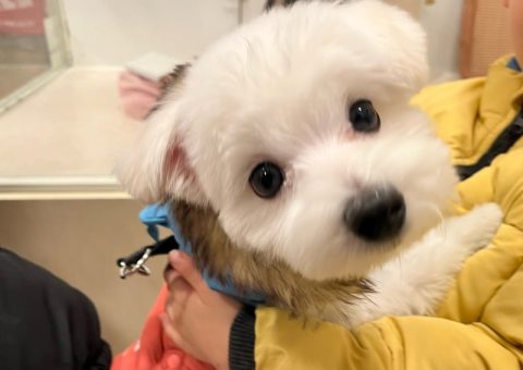 こまちゃん♡おめでとう(*´˘`*)♡