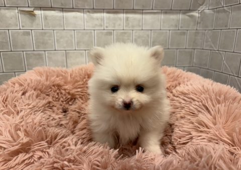 激かわポメちゃん(*´˘`*)♡