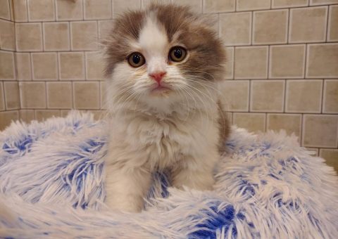 新入生スコティッシュくん♡