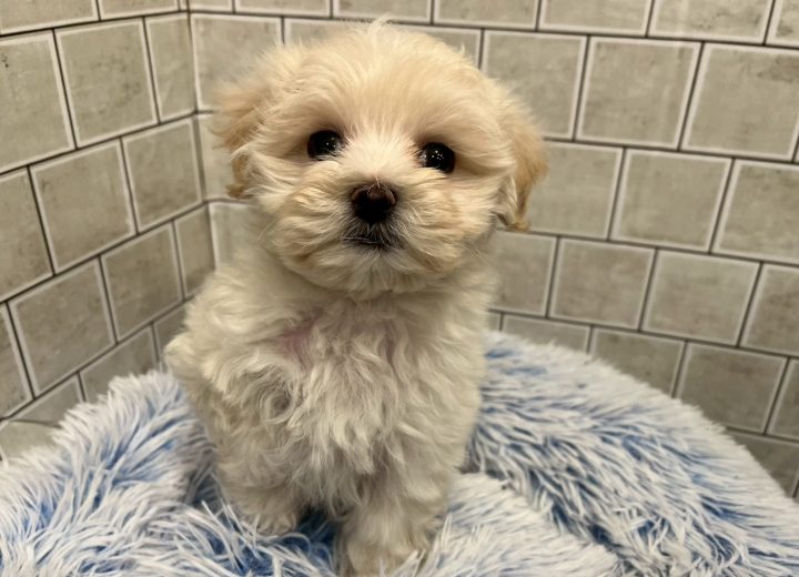 MIX(マルチーズ×トイプードル)