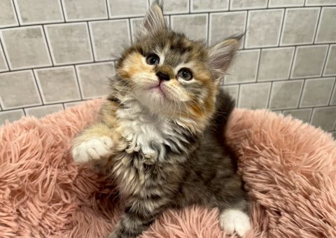 やっぱり大好き♡サイベリアン