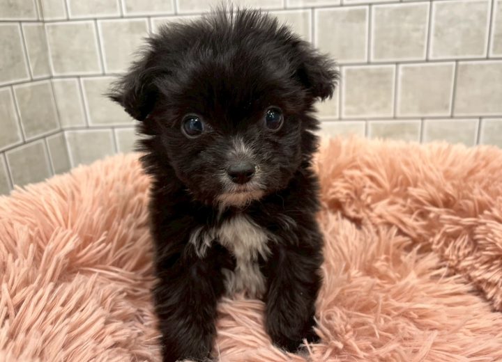 MIX(ポメラニアン×チワワ)