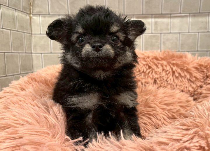 MIX(チワワ×ポメラニアン)