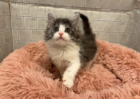 お久しぶりのメインクーンちゃん(*´˘`*)♡