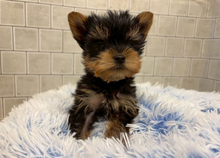 ヨークシャーテリア