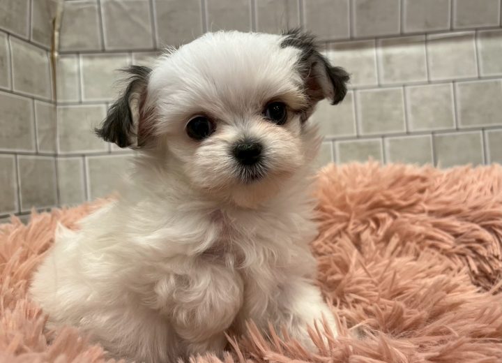 MIX(チワワ×マルチーズ)