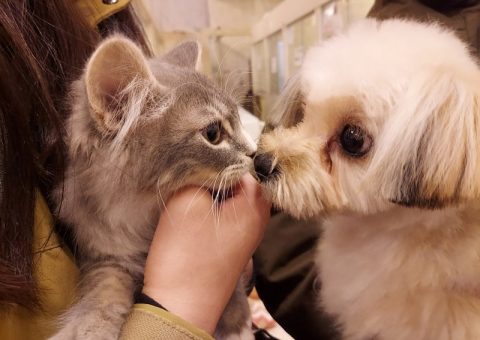 °˖✧Triple congratulation✧˖°